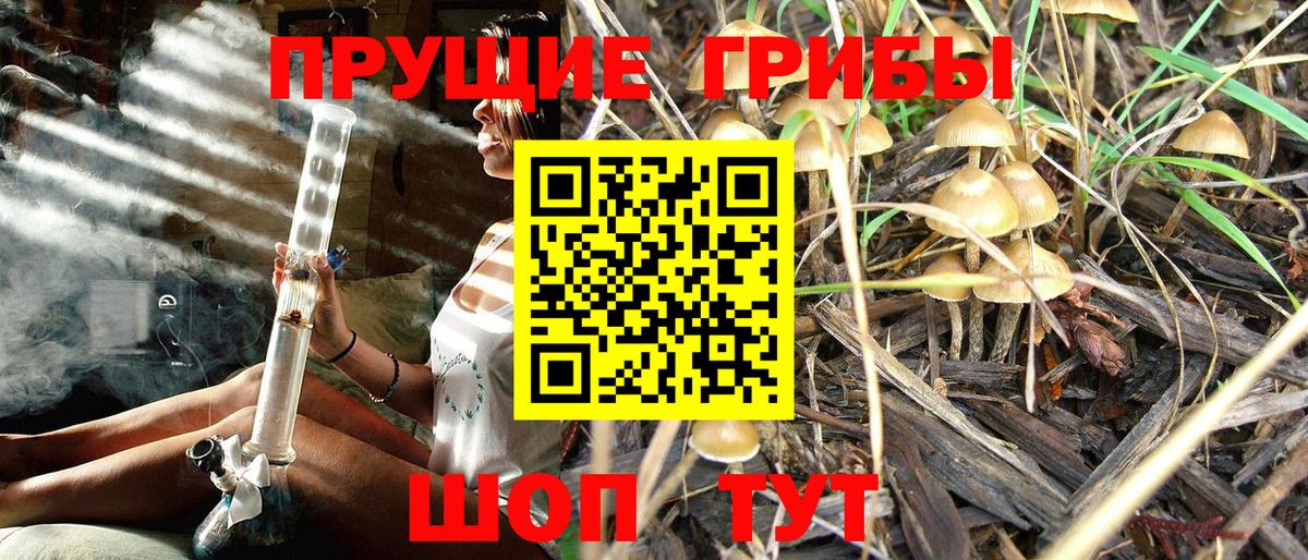 Галлюциногенные грибы Psilocybe Углич